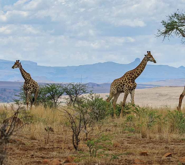 Camps and lodges Morocco (Demo)