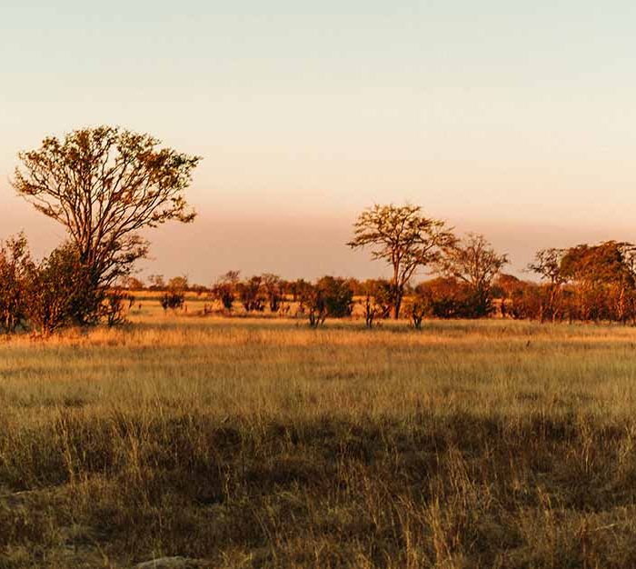 Mobile safari in the Delta & National Park (Demo)